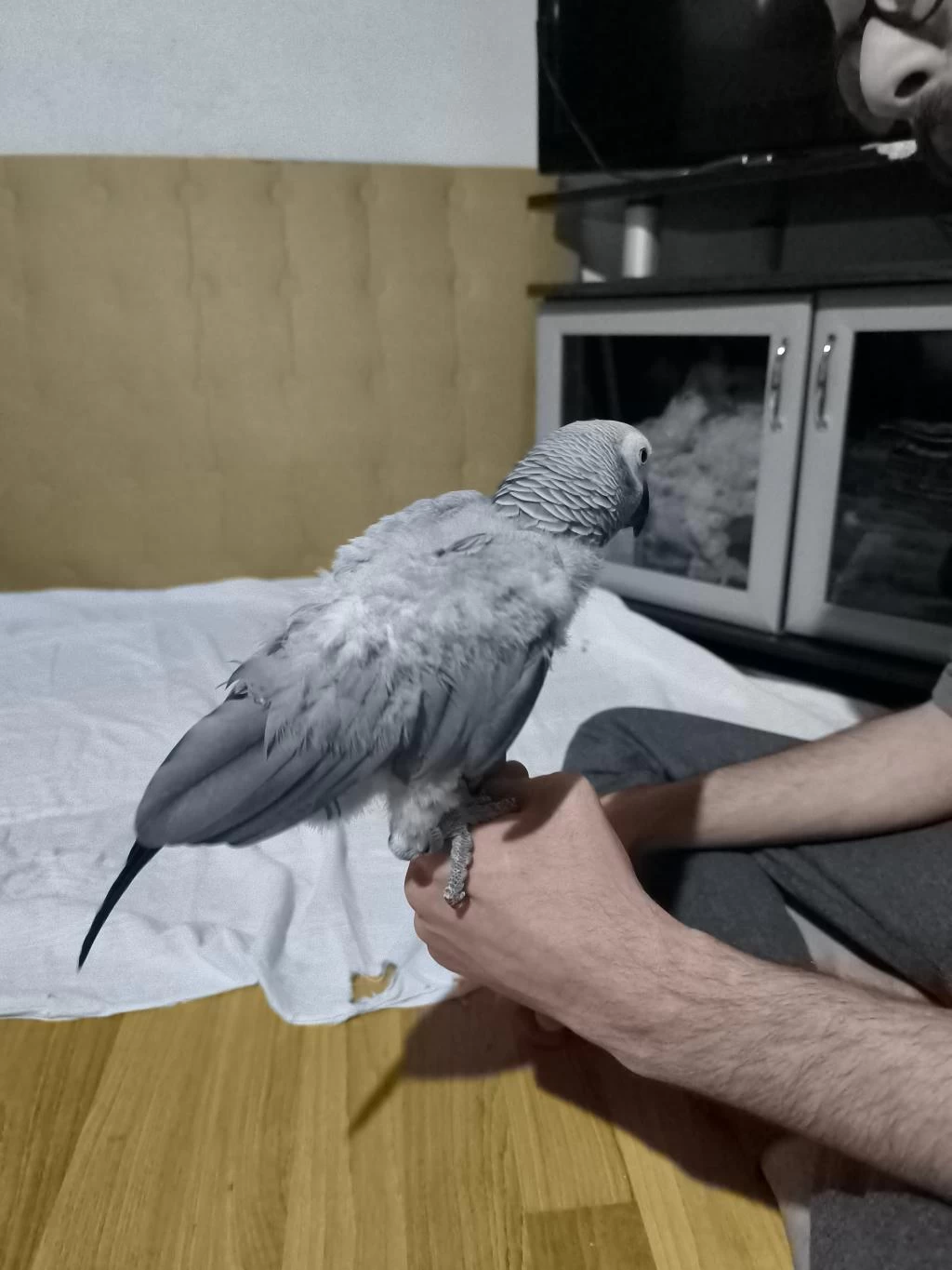Evcil Ve Konuşan Jako Papağani Stres Geçirmiştir