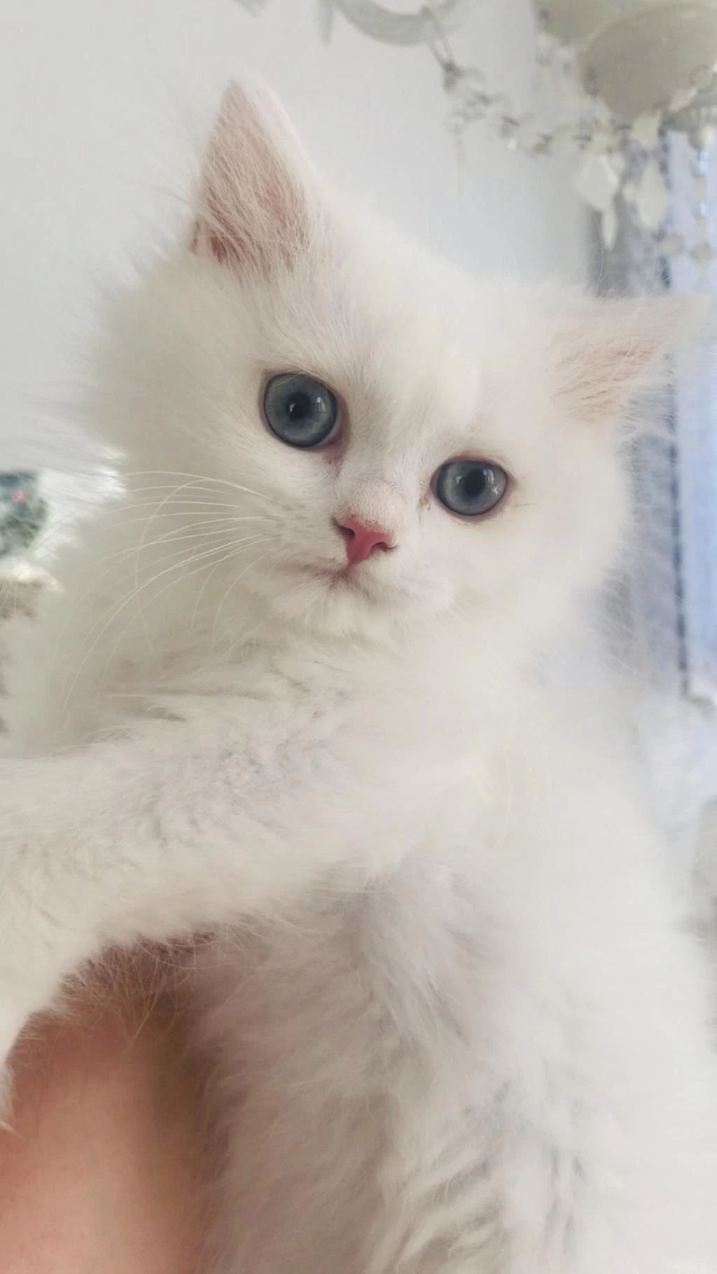 Kar Beyaz British Longhair Mavi Gözlü Yakışıklı