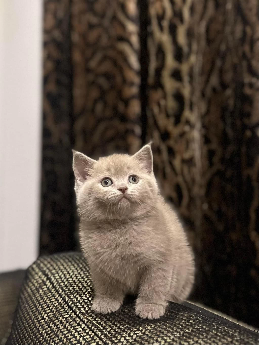 British Shorthair Lilak Yavrularim