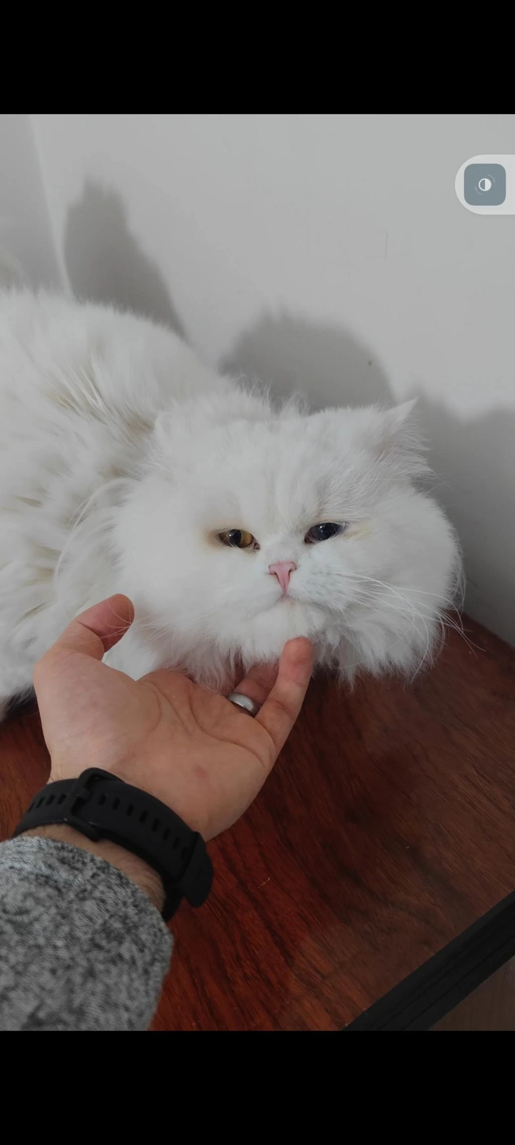British Longhair Kedisi
