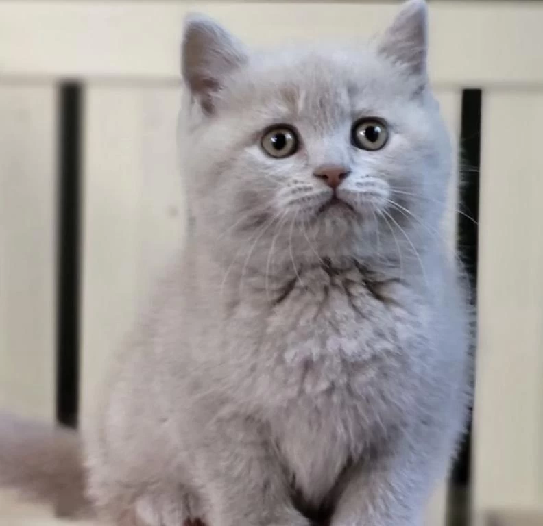 British Shorthair Lilak Yavrularim