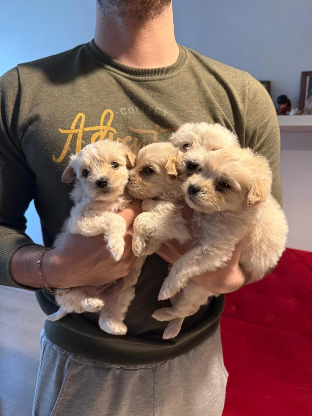 Ev Doğumu Maltipoo Yavrularımız