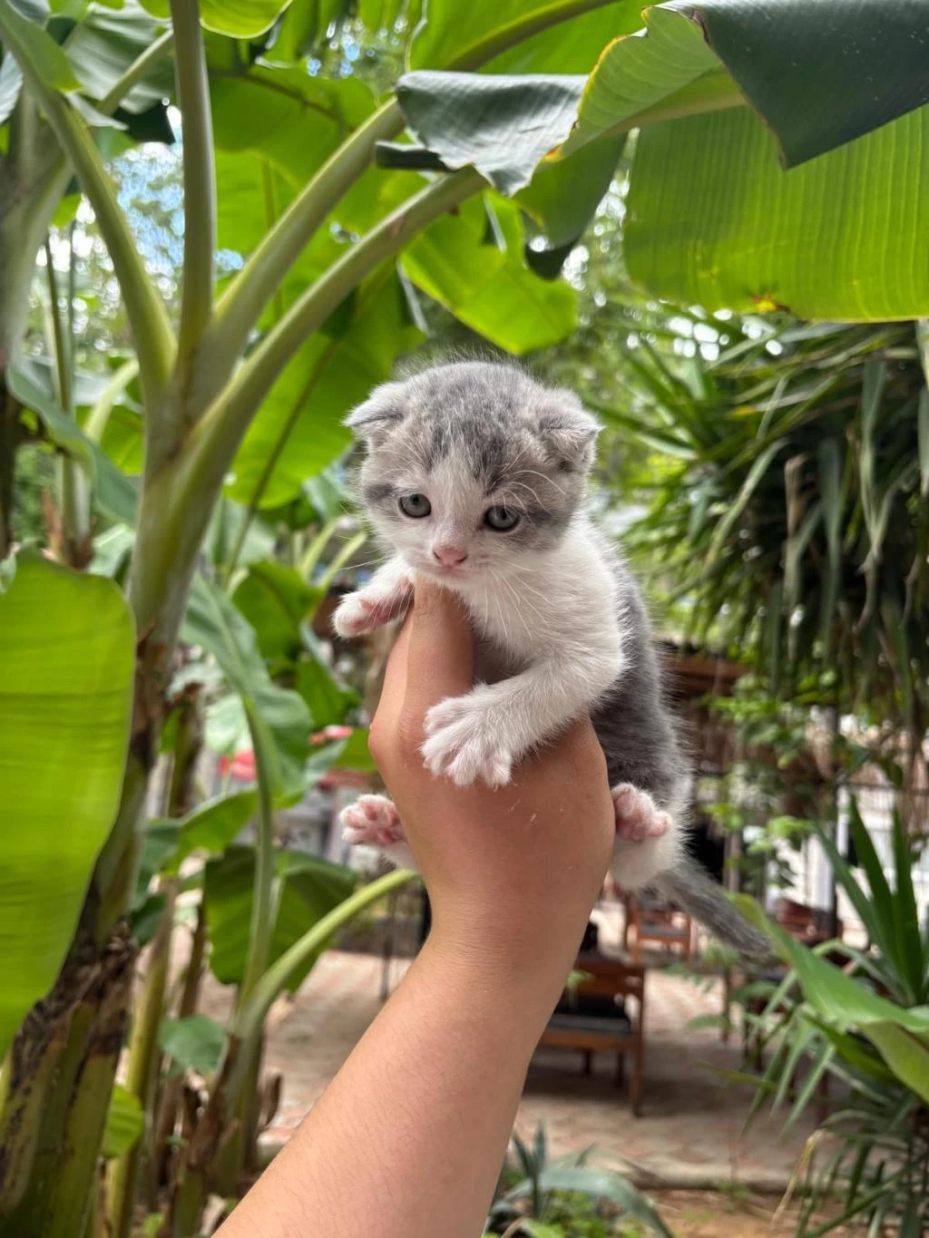 Scottish Fold Yavrularım Yeni Sahibini Bekliyor