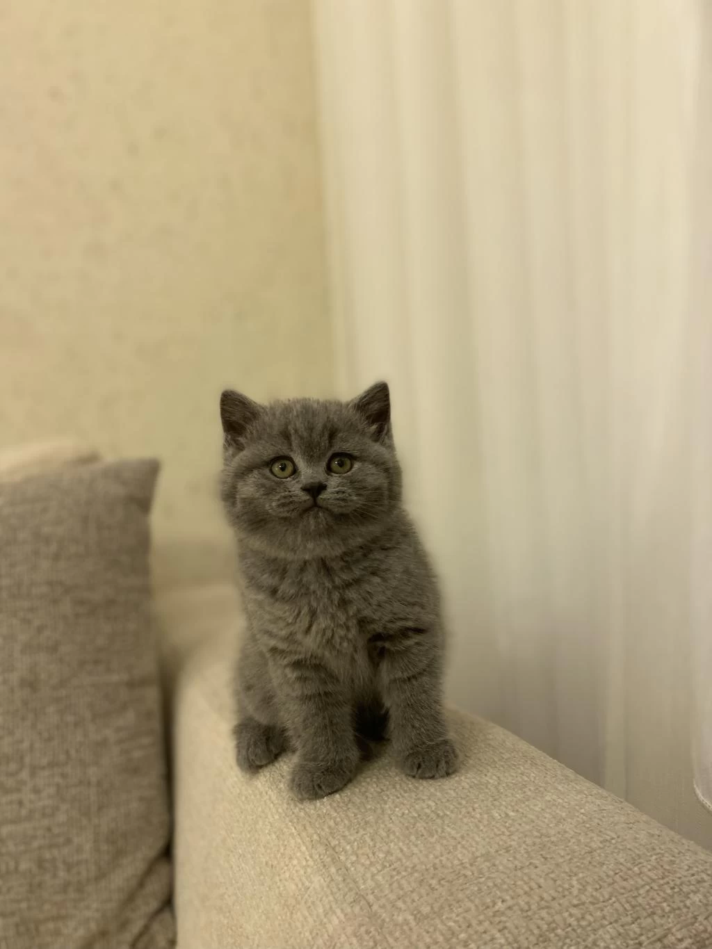 Teslime Hazir British Shorthair Yavrukar