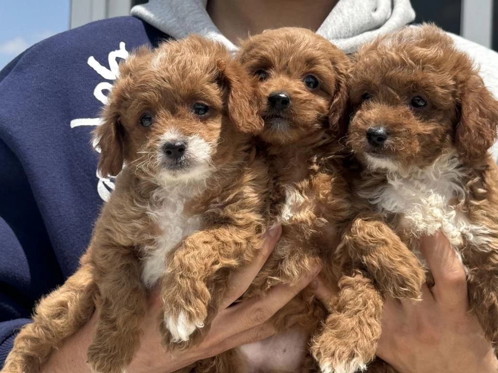 Ankarada Ziyarete Açık Mini Maltipoo