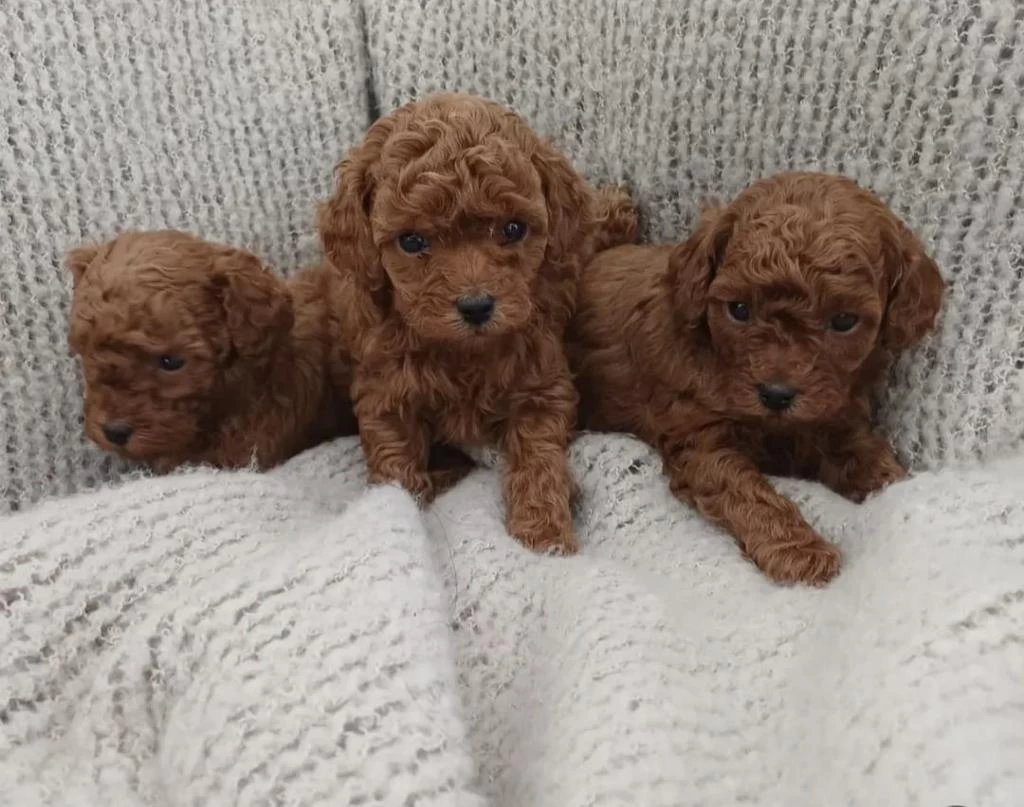 Aşili Pasaportlu Toy Poodle Yavrularımız