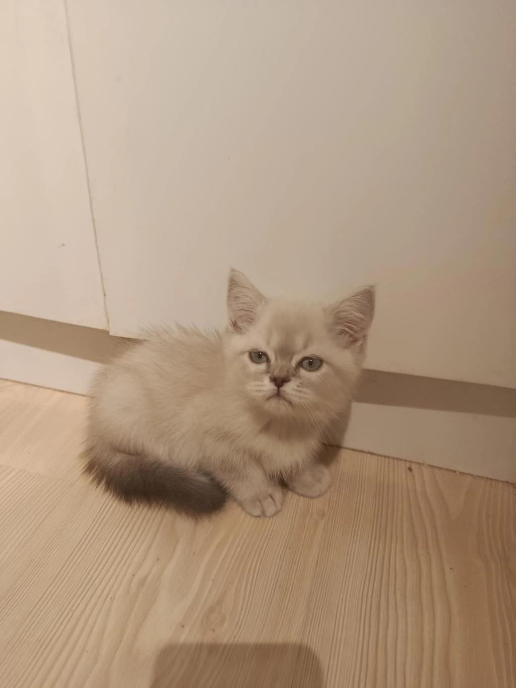 3 Aylık British Shorthair Yavrular