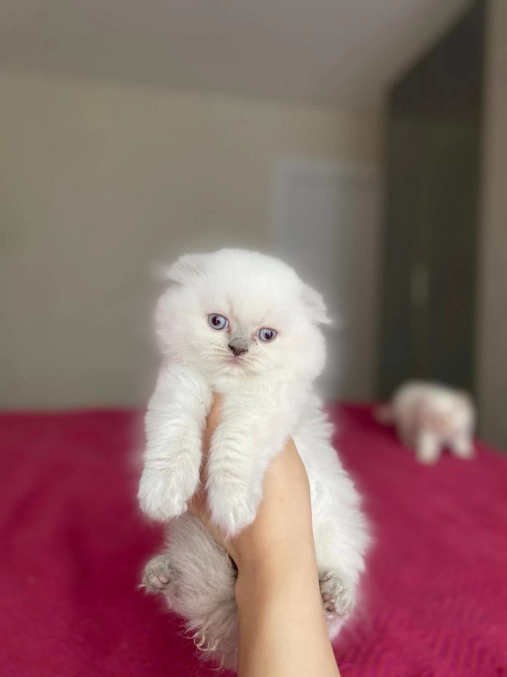 Scottish Fold Longhair Yavrularim