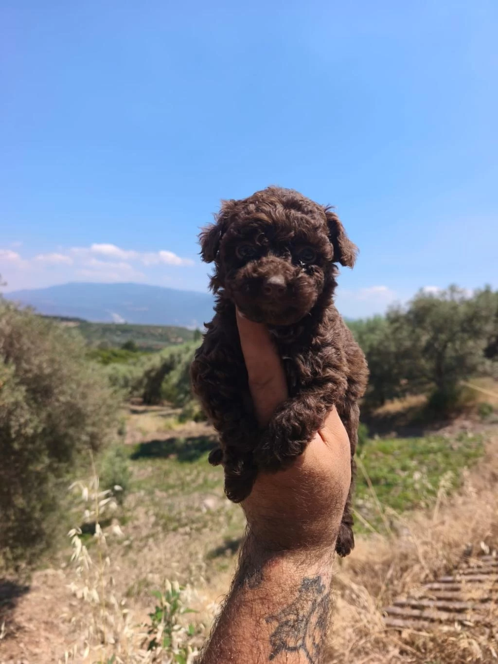 Çikolata Poodle Yavrularımız