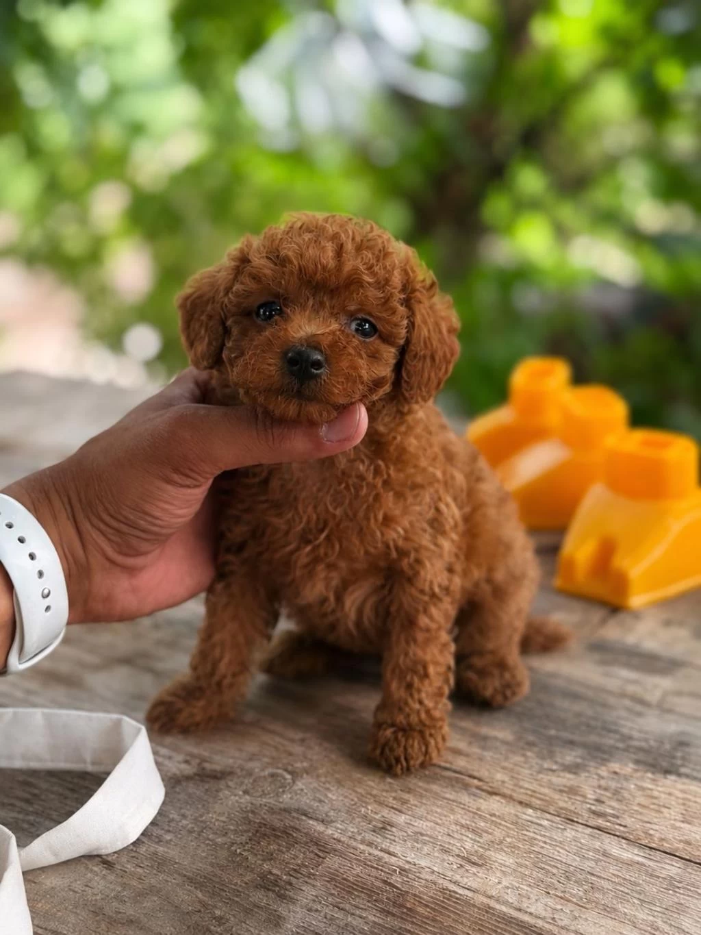 Kore Teacup Poodle Bebekler