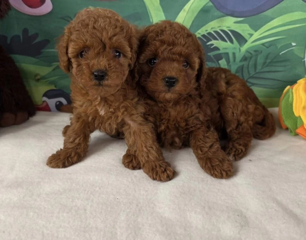 Ruhsatli Köpek Çiftliğinden Toy Poodle Yavrularımız
