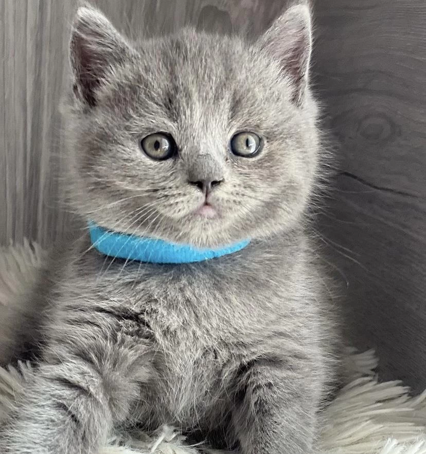 Blue British Shorthair Yavrular