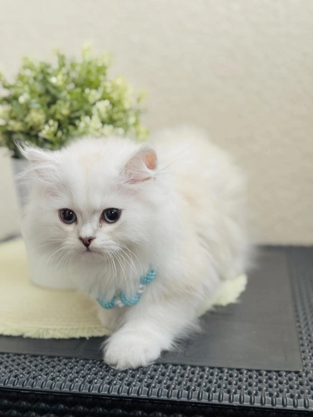 British Longhair Silver Point Yavrular