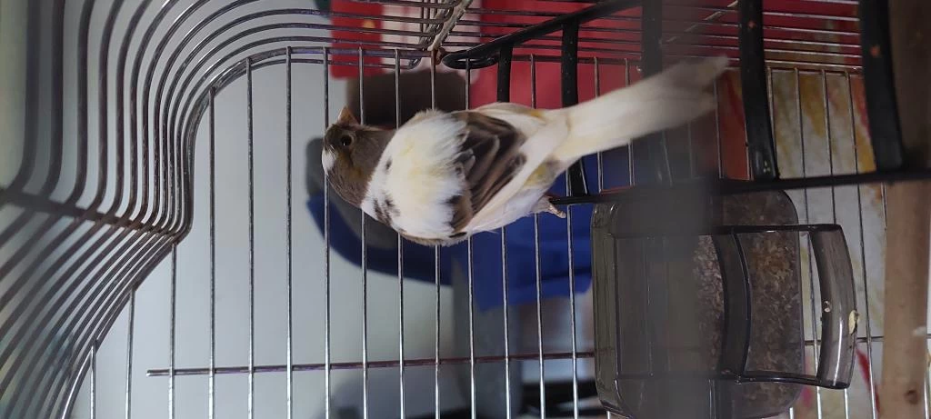 8 Aylık Kanarya Yeni Yeni Ötüme Başlıyor