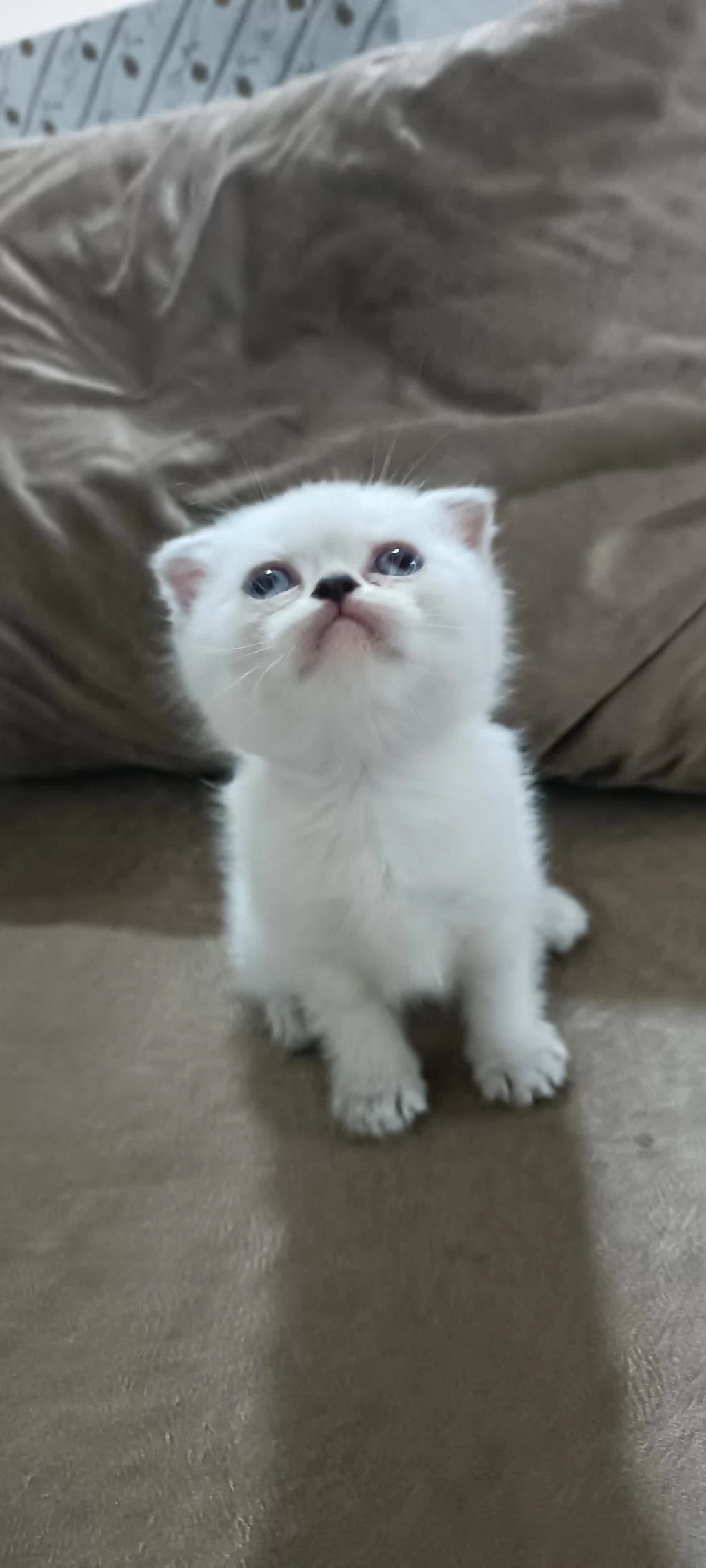 Scottish Fold Yavrumuz Hazır