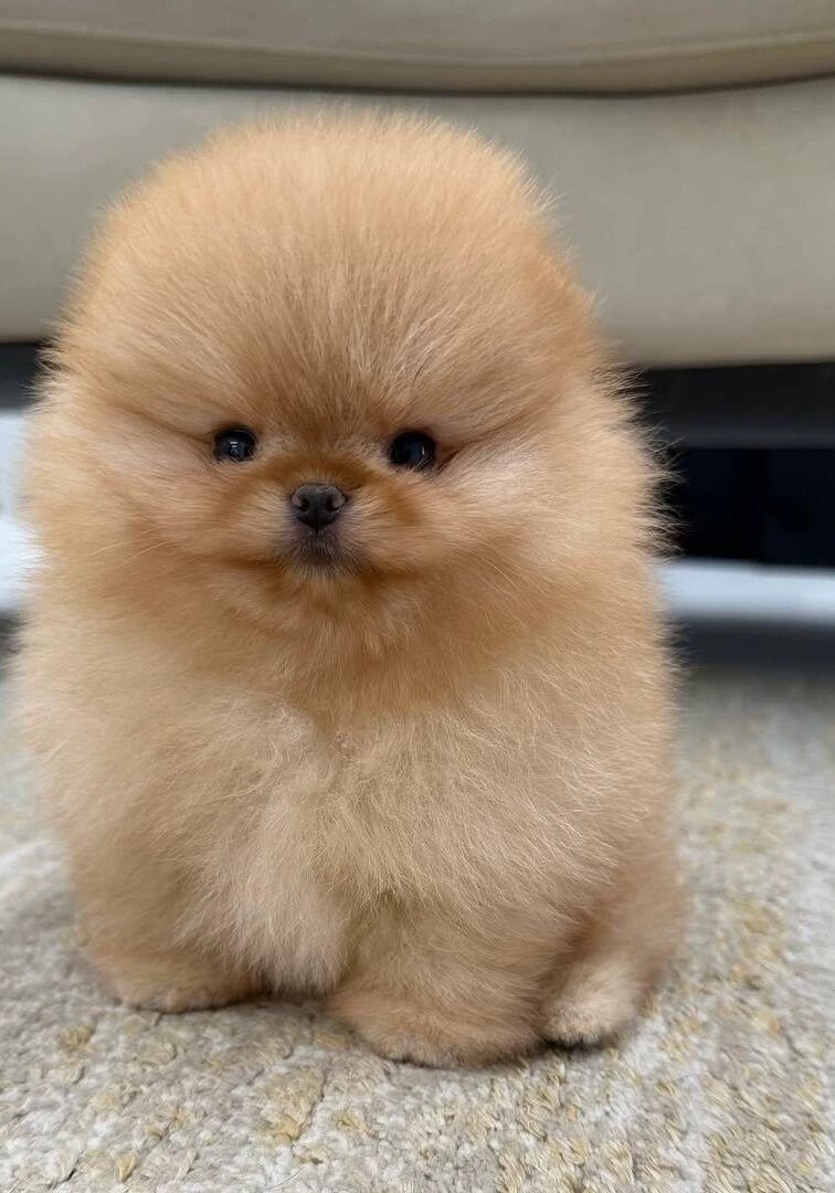 Pomeranian Sıfır Boy Yavrularımız