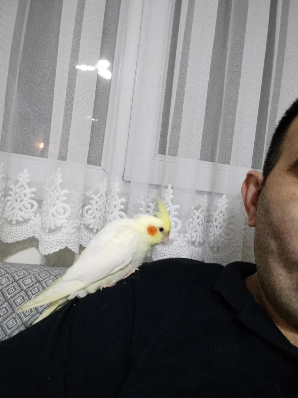 Lutino Kırmızı Göz Yavru Sultan Papağanı