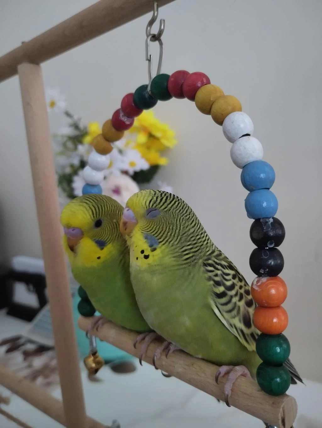 Muhabbet Kuşu Yavruları