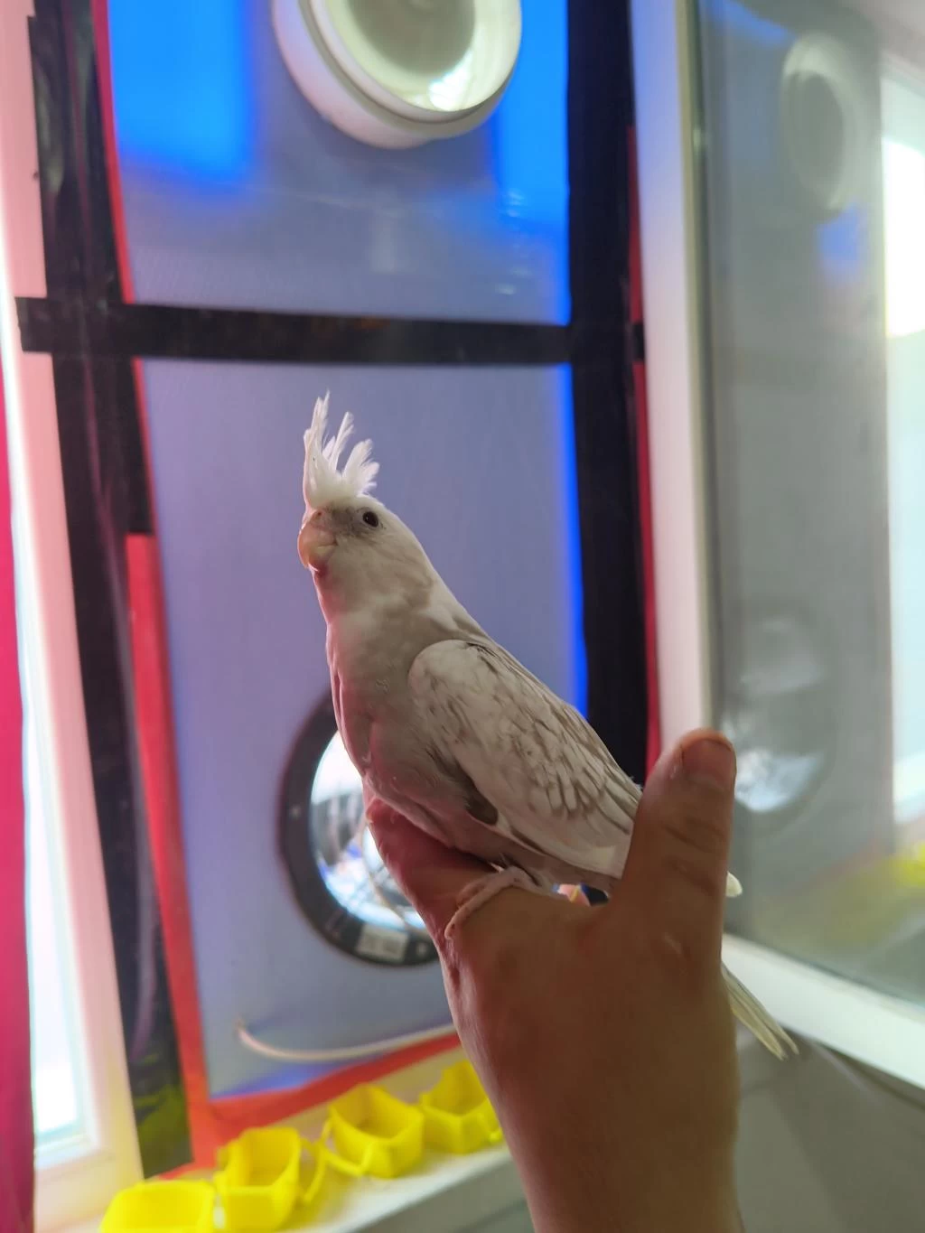 Bebek Sultan Papağanları