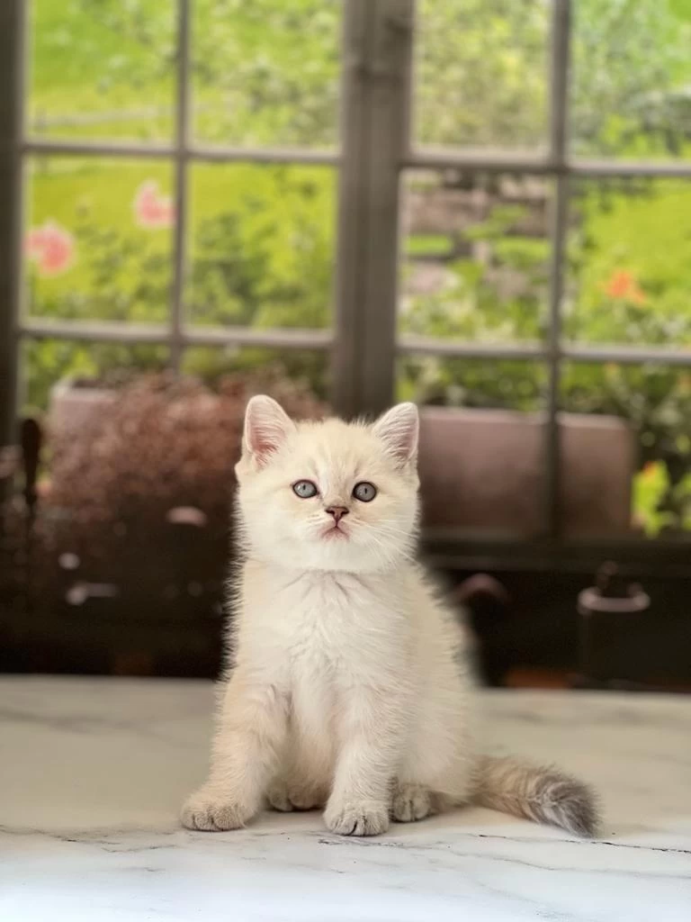 Teslime Hazir British Shorthair Yavrularim