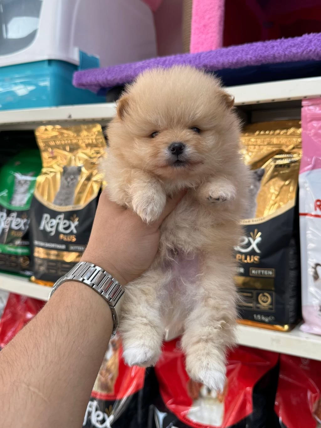 Pomeranian Yavrularımız