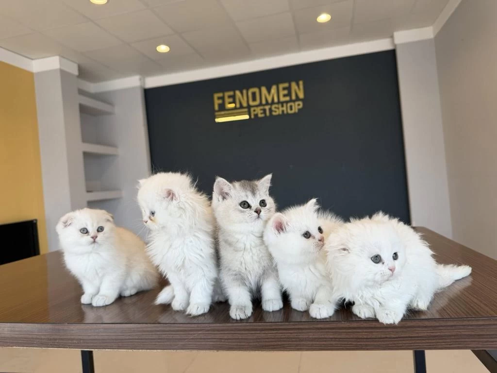 En Güzel British Longhair Yavrular Ankara Mağazamizda