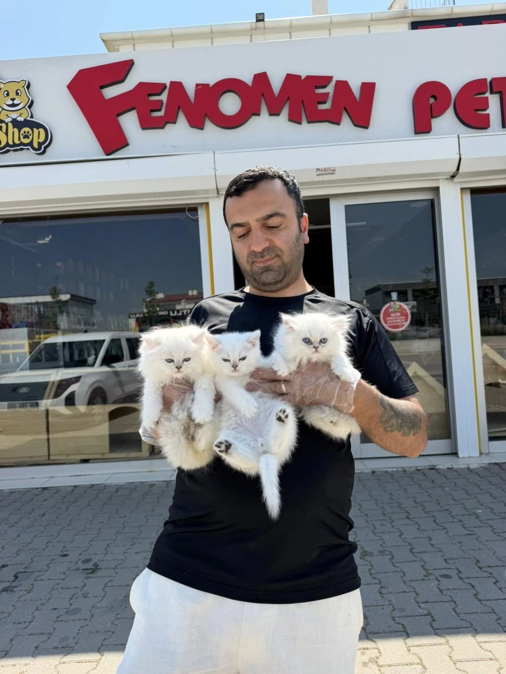 Show Kalite British Yavrulari Fenomen Pets Ankara