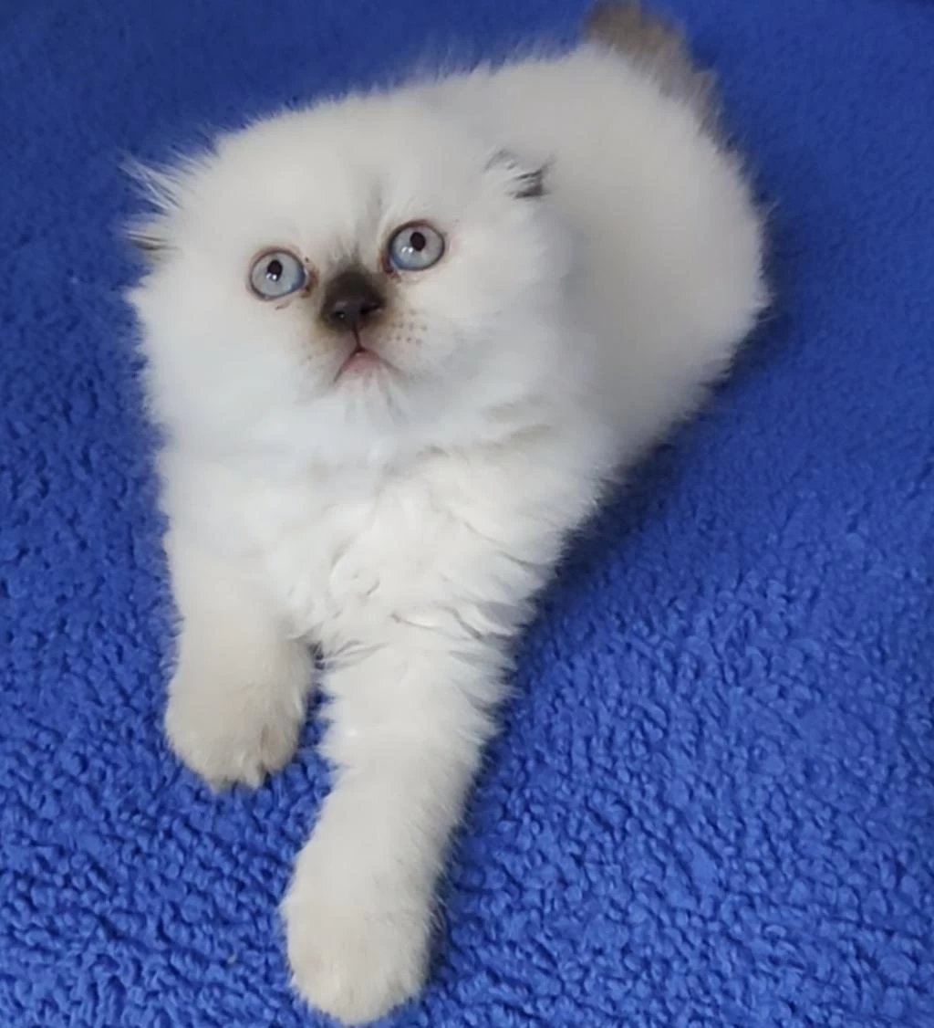 Teslime Hazir Mükemmel Bir Scottish Fold