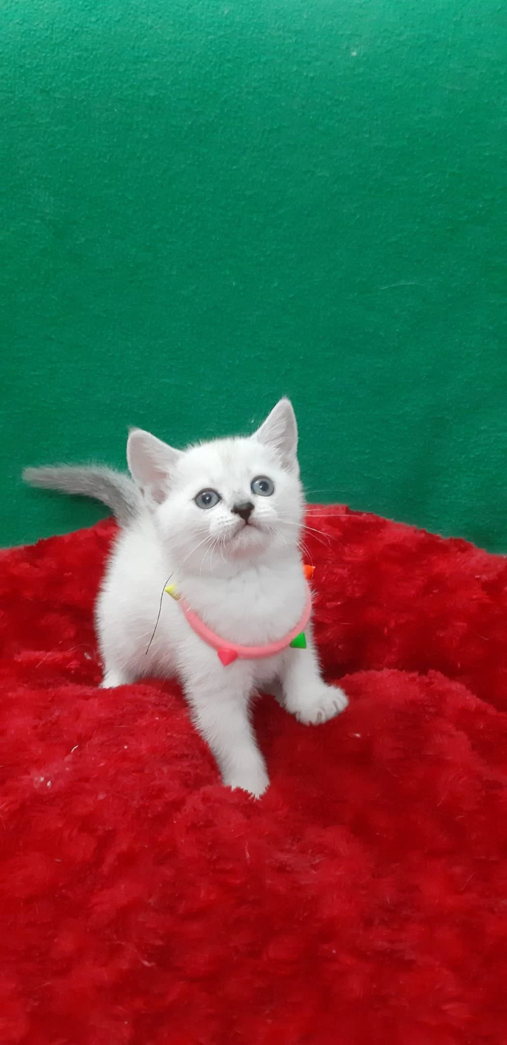 British Shorthair Tatlı Yavrumuz