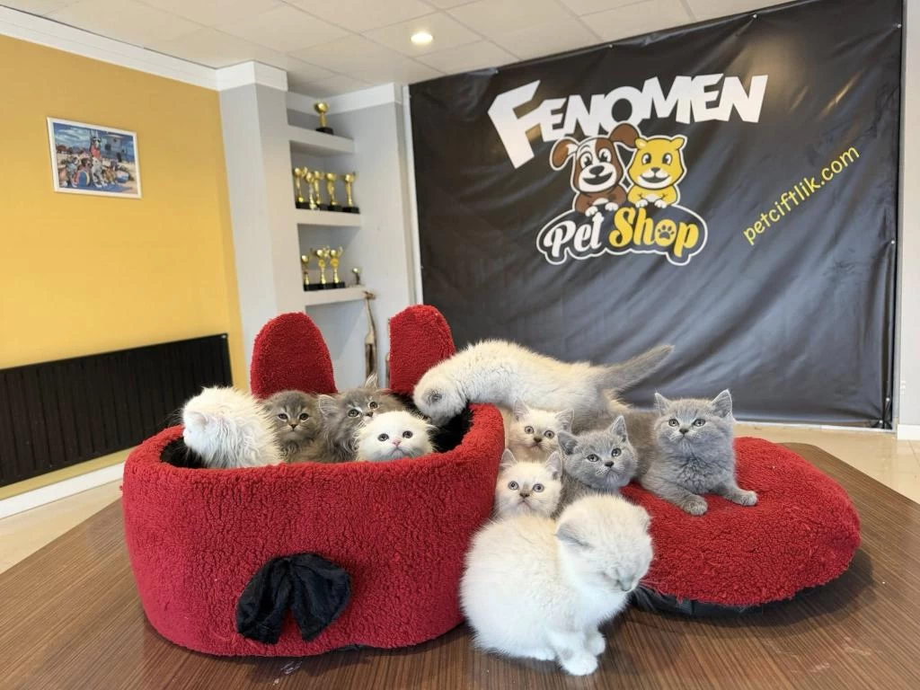 Top Kafa Scottish Fold Ve British Yavrularımız Ankara