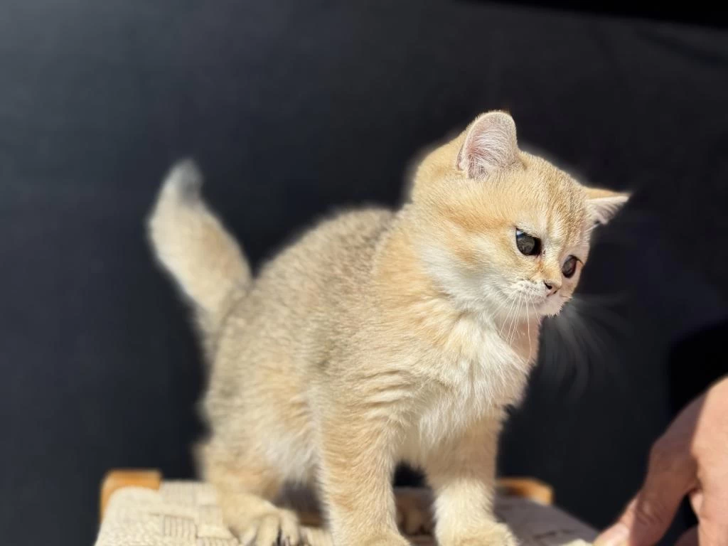 Ankarada Ziyarete Açık Ny12 British Shorthair