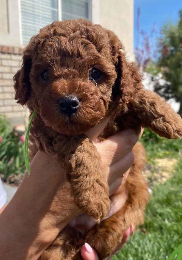 Toy Poodle Yavrumuz Kore Kan Red Brown