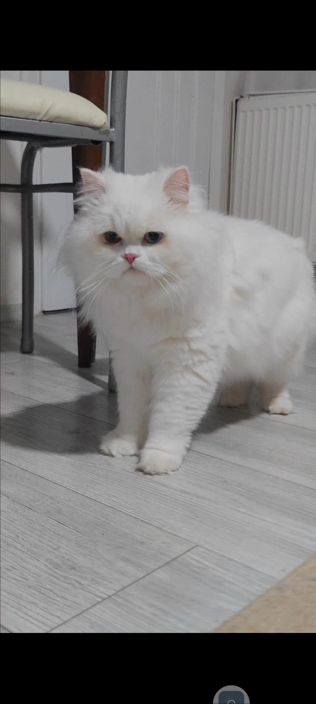 British Longhair Kedisi