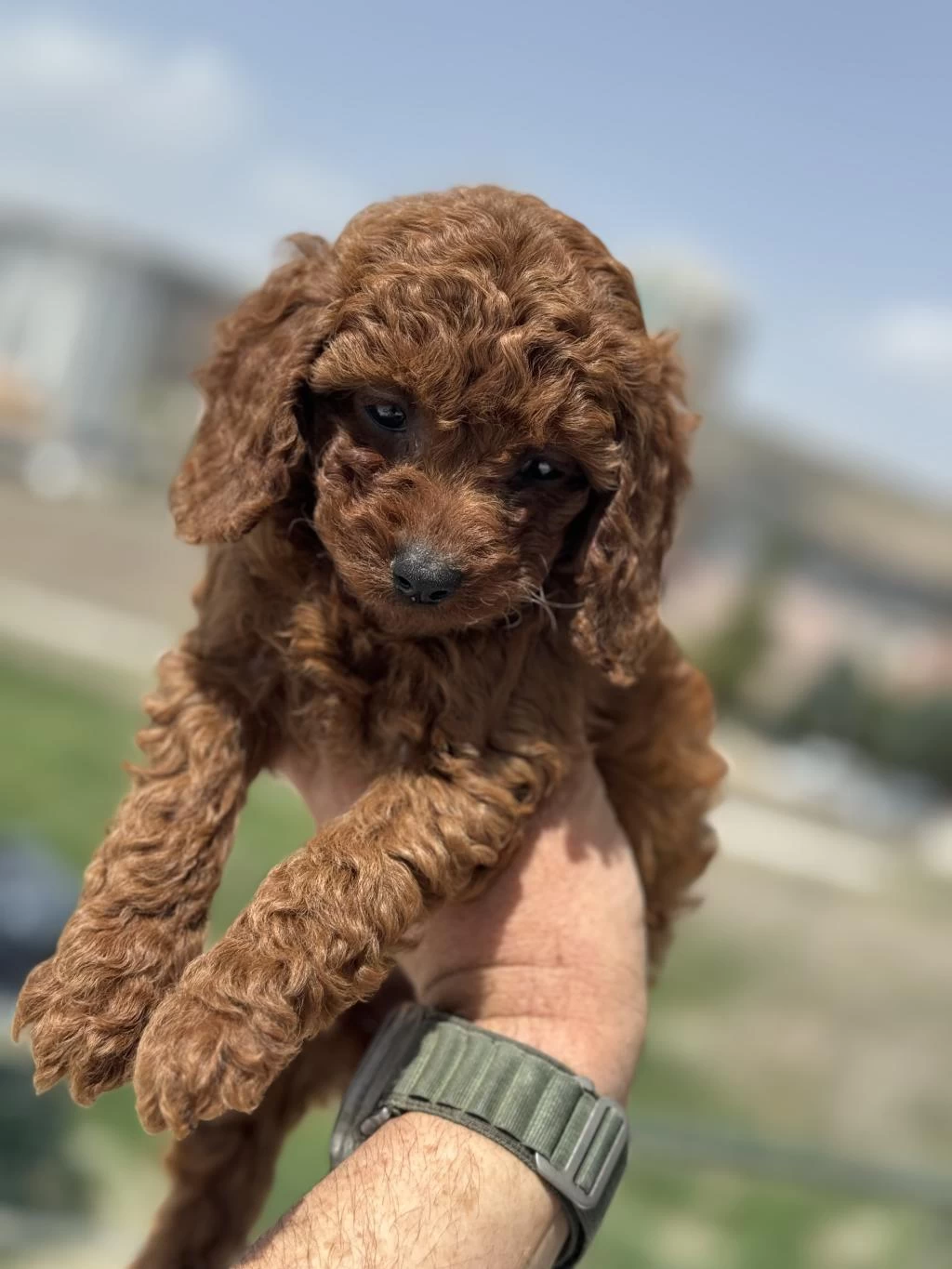 Petmode Köpek Çiftliğinde Ziyarete Açık Toy Poodle