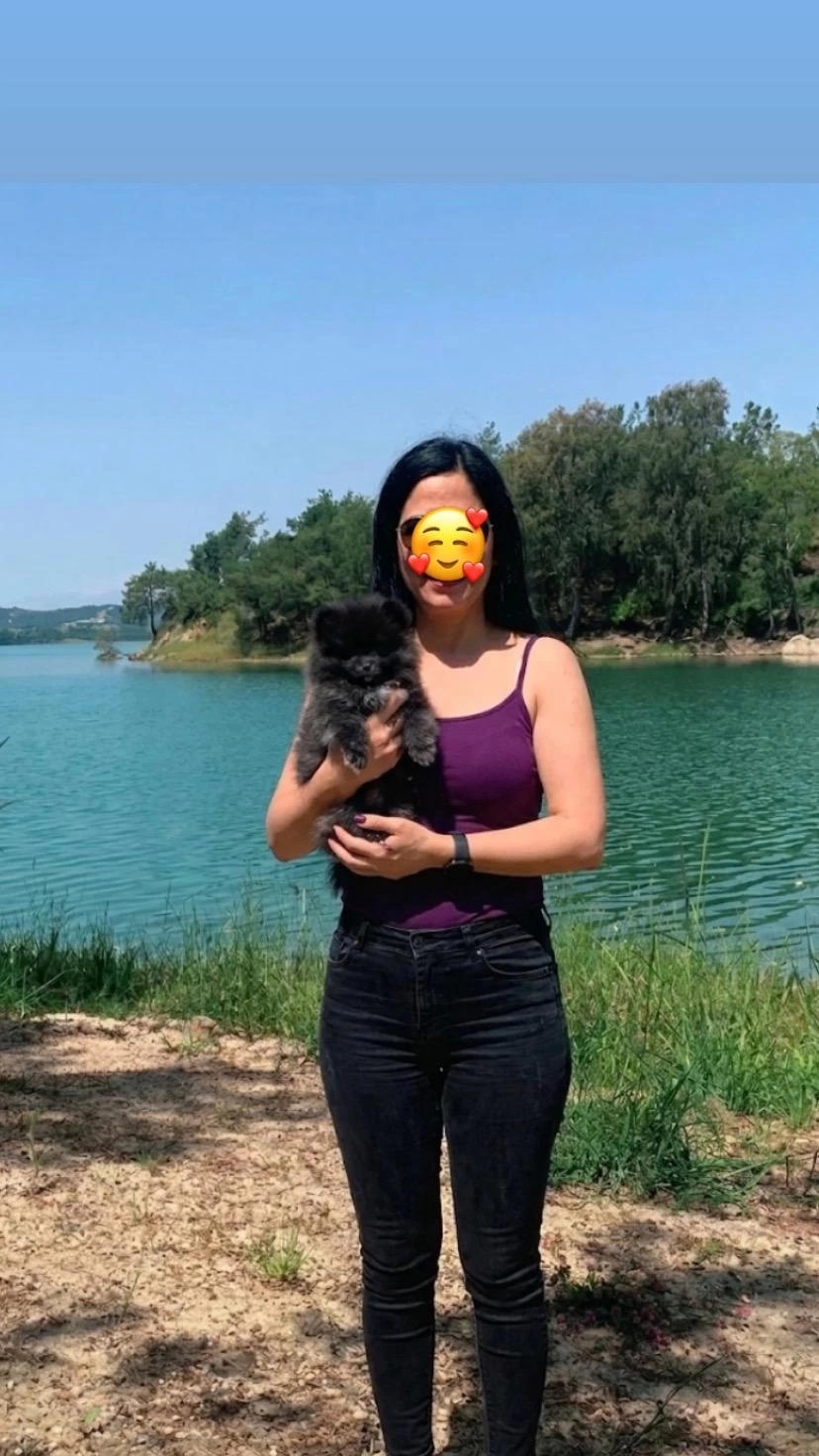 Sağlıklı Pomeranian Erkek