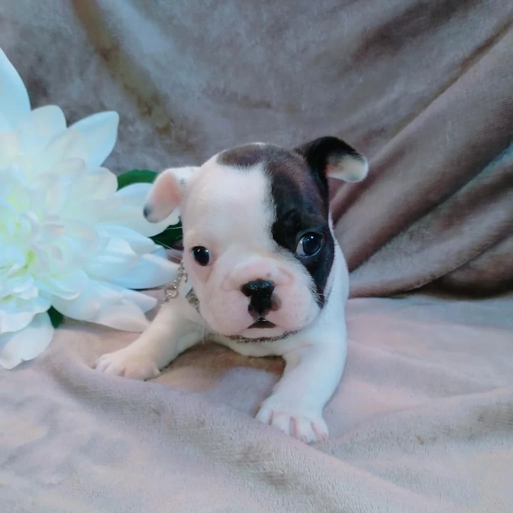 French Bulldog Yavrulari