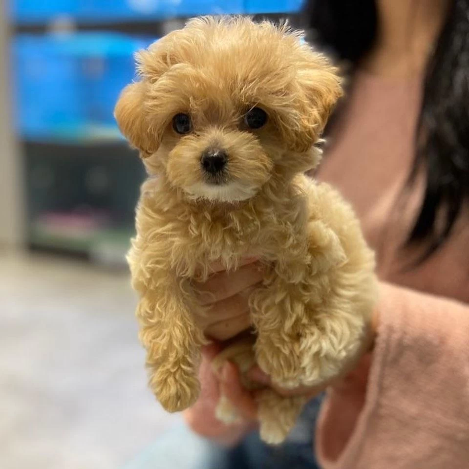 Toy Poodle Kalitesinde Maltipoo Yavrulari