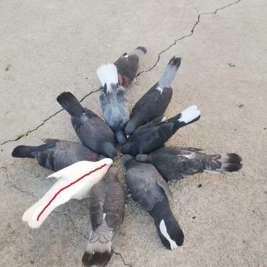 Bende Satılık Güvercinler Var
