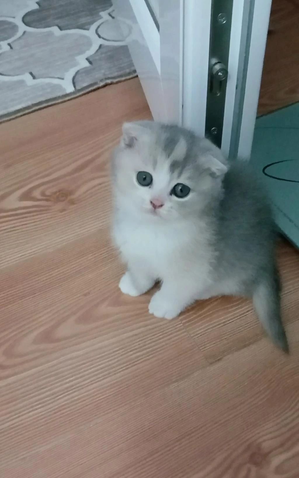 Fawn Tortie Bicolor Scottish Fold Bilek Golden