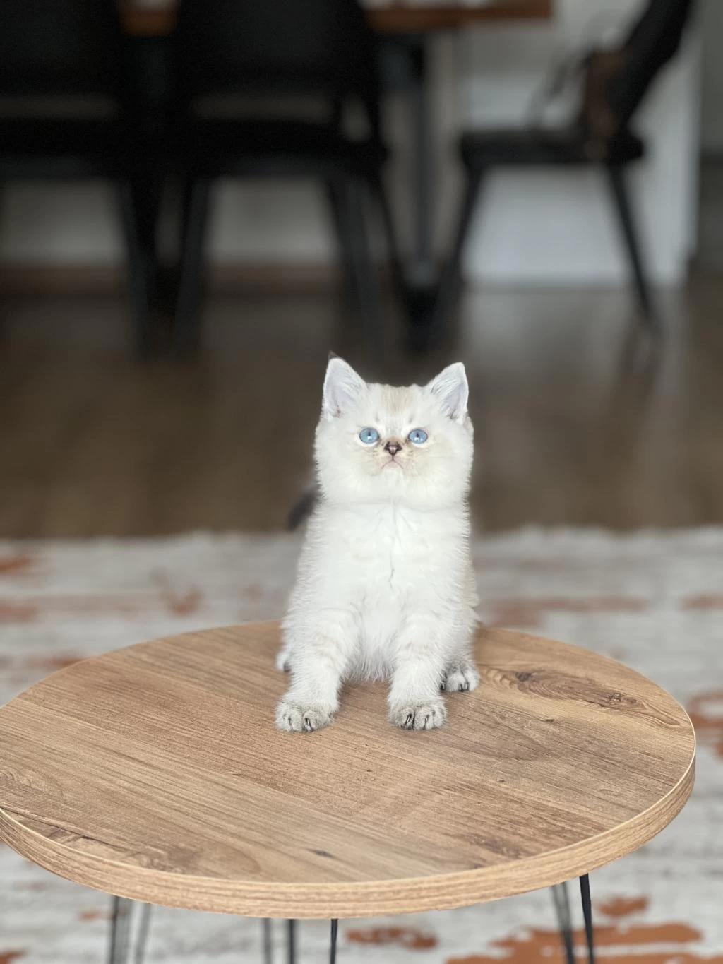 Evinizin Neşesi Mavi Göz British Shorthair Bebek