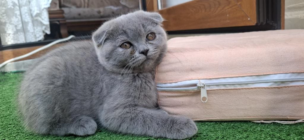 2 Aylık Yavru Scottish Fold