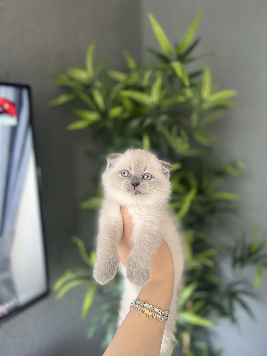 Scottish Fold Blue Point Yavrularim