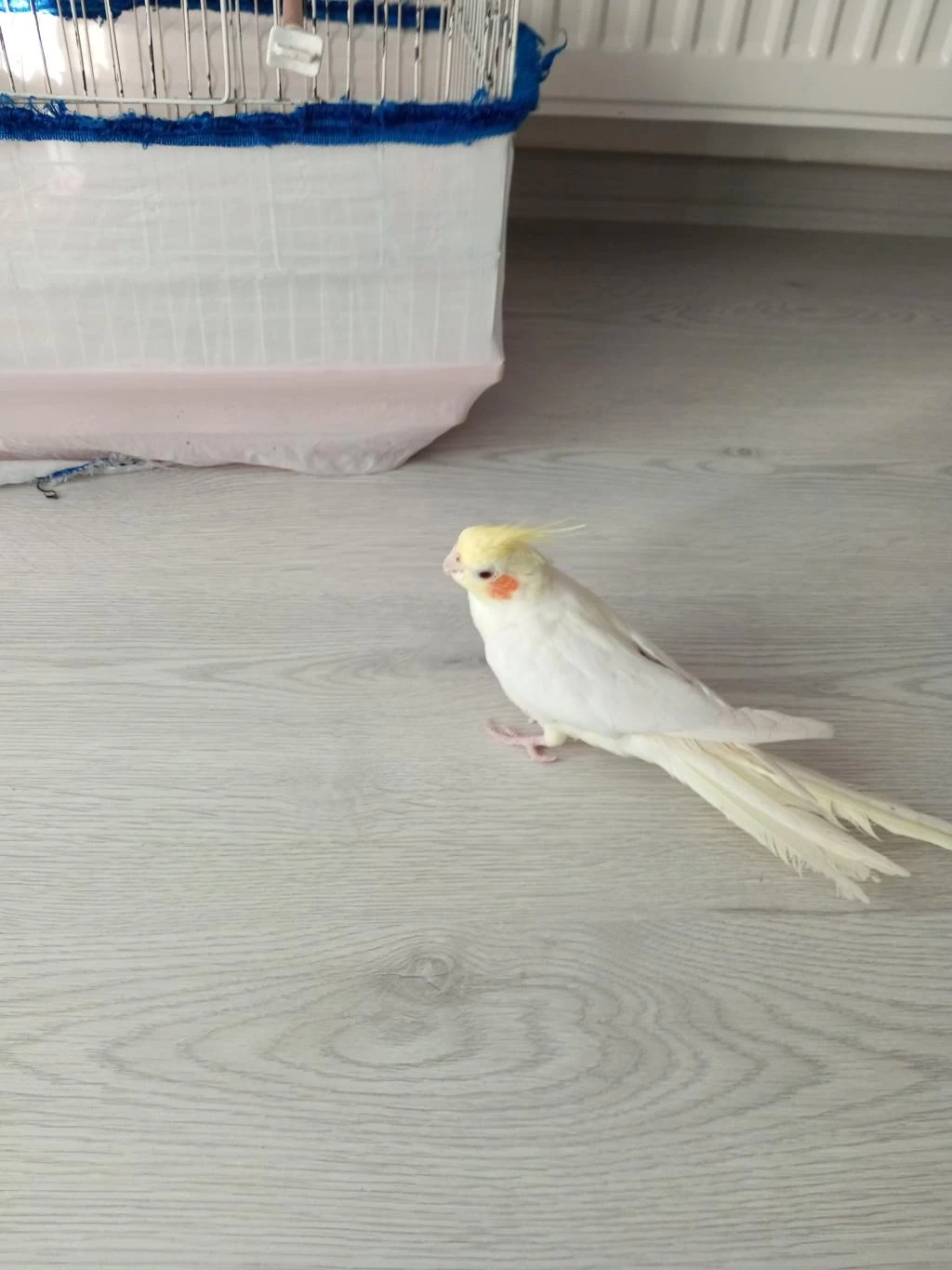 Lutino Erkek Sultan Papağanı