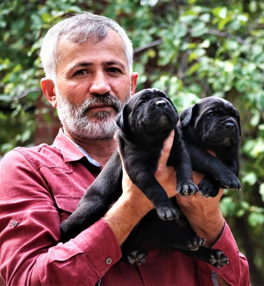 Fci-kif Şecereli Safkan Cane Corso Yavrular