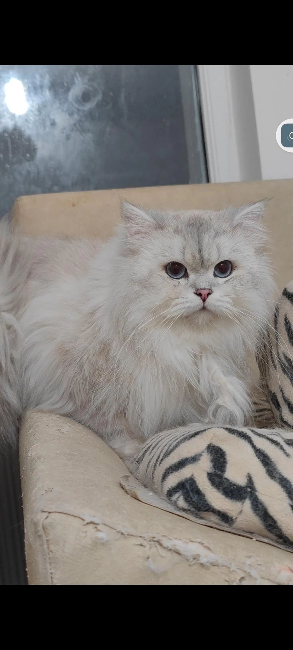 British Longhair Kedisi