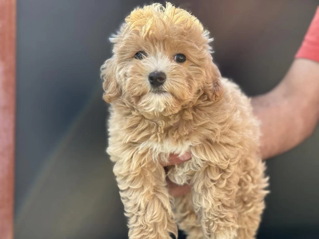 Petmode Köpek Çiftliğinden Kore Maltipoo Yavrular