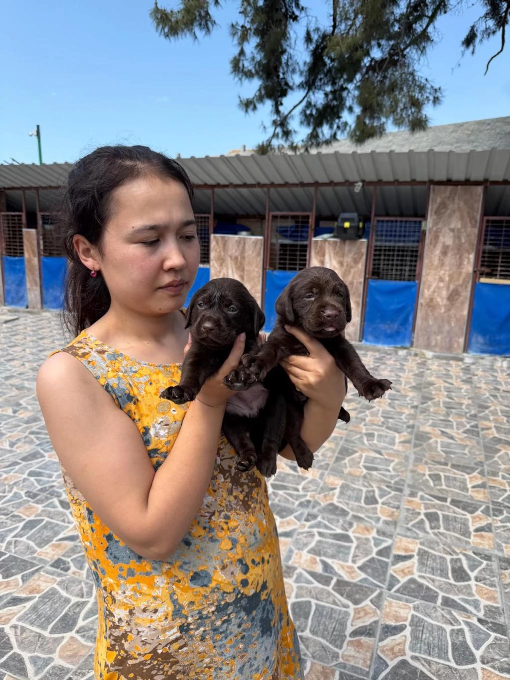 Labrador Köpeği Yavrularım