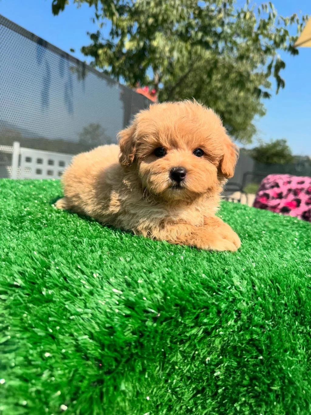 F2 Maltipoo Yavrulari