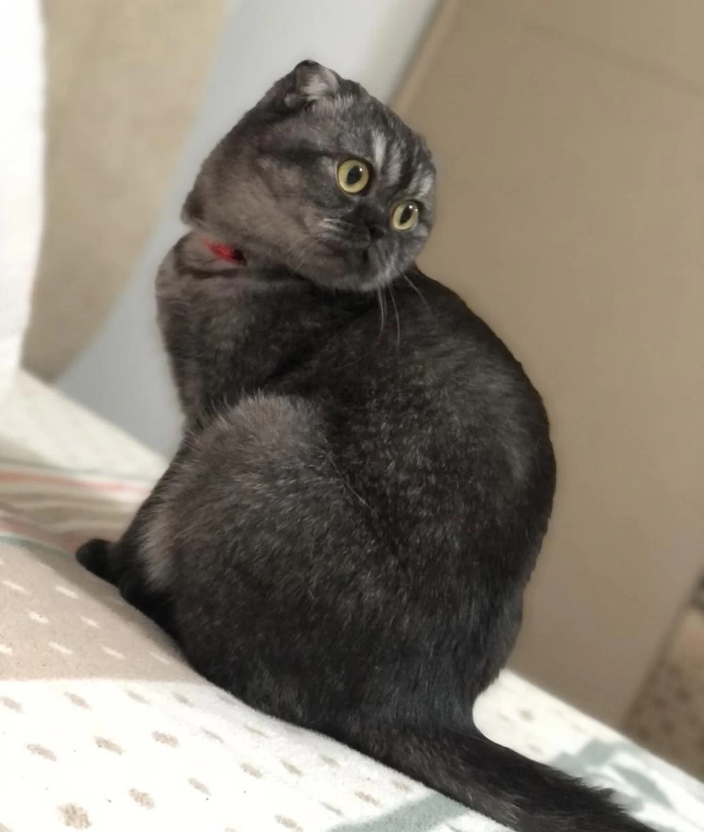 Kedimiz Hira Yeni Yuvasını Arıyor