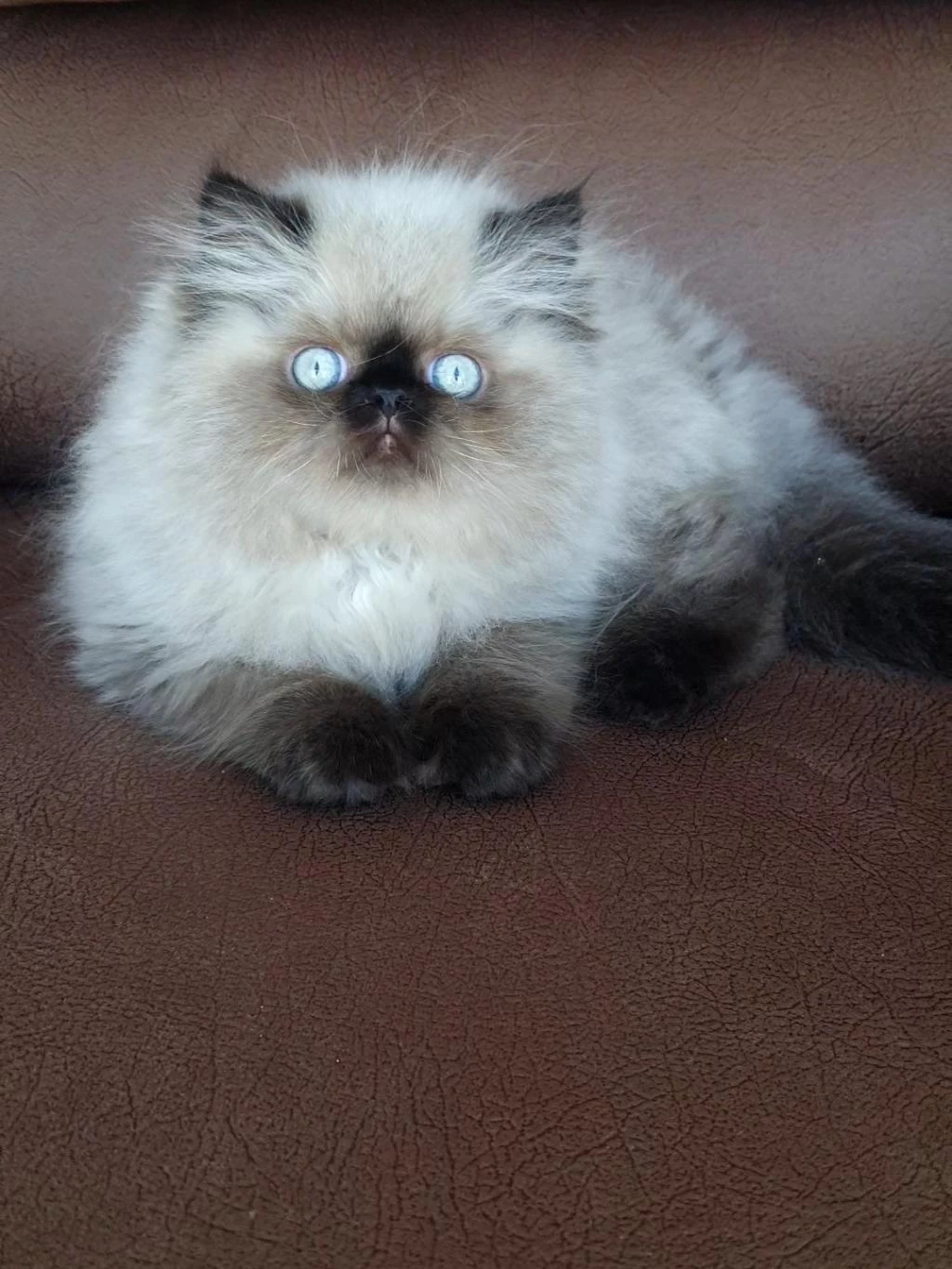 Şecere (soy) Belgeli Persian (iran) Erkek Yavru